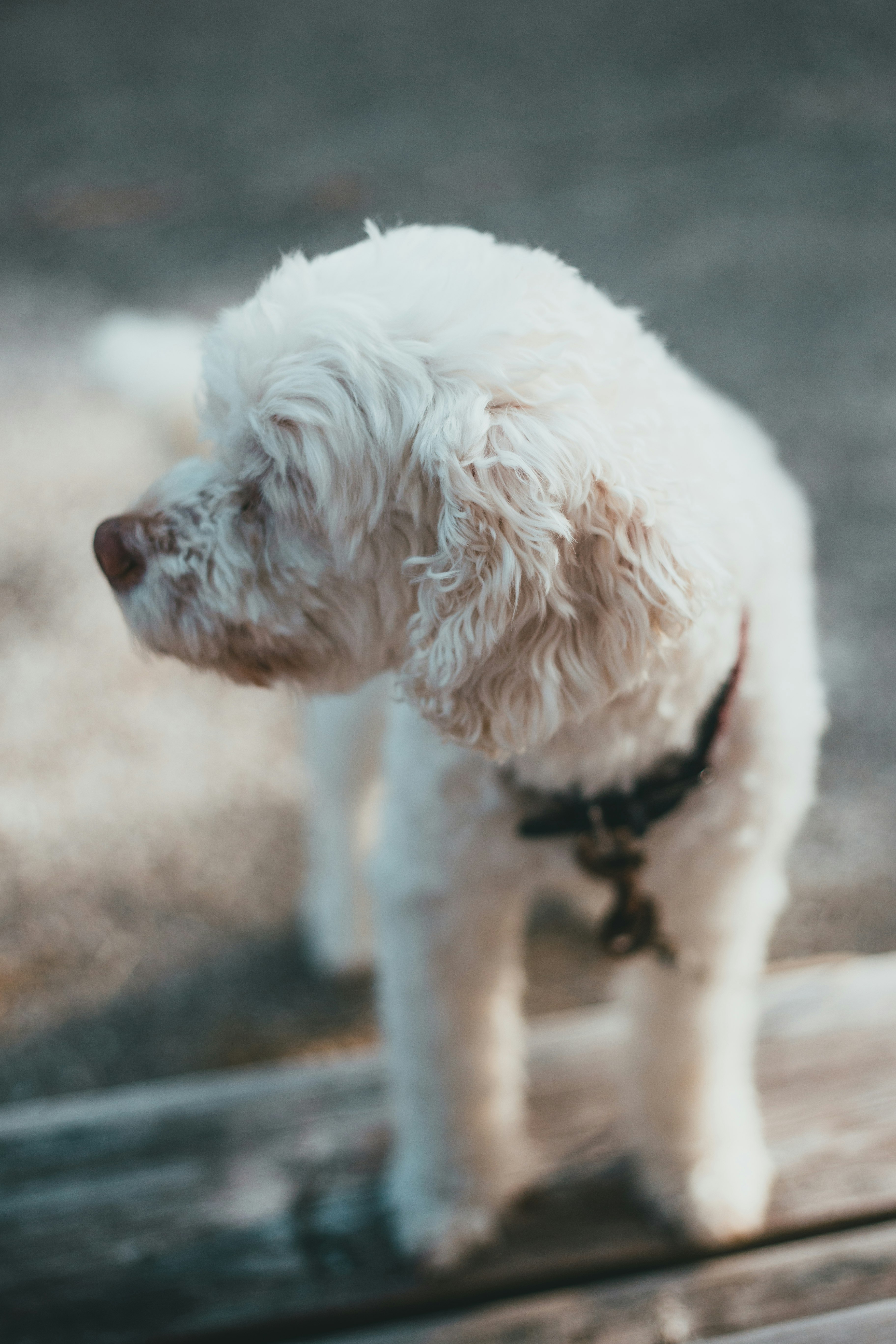 white short coated small dog